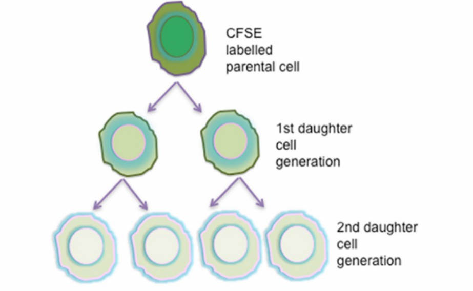 CFSE proliferation assay. (Lokhande, et al., 2015)