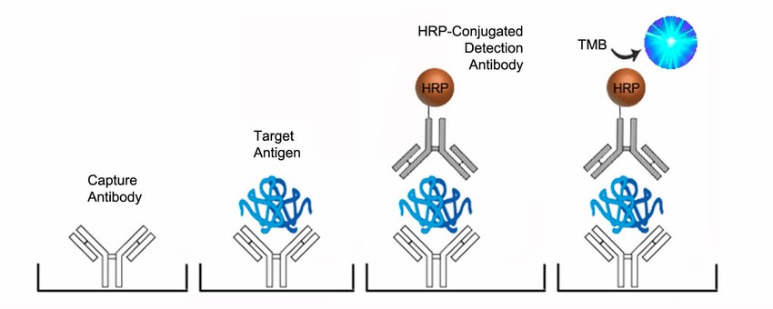 Protocol for sandwich ELISA. (Lin, et al., 2016)