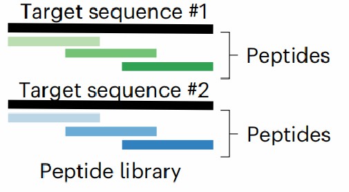 Fig.4 A panel of antigen peptides. (Henson, et al., 2023)