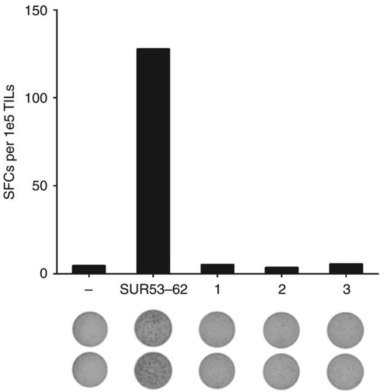 Fig.2 IFN-γ ELISPOT assay. (Möbs, et al., 2016)