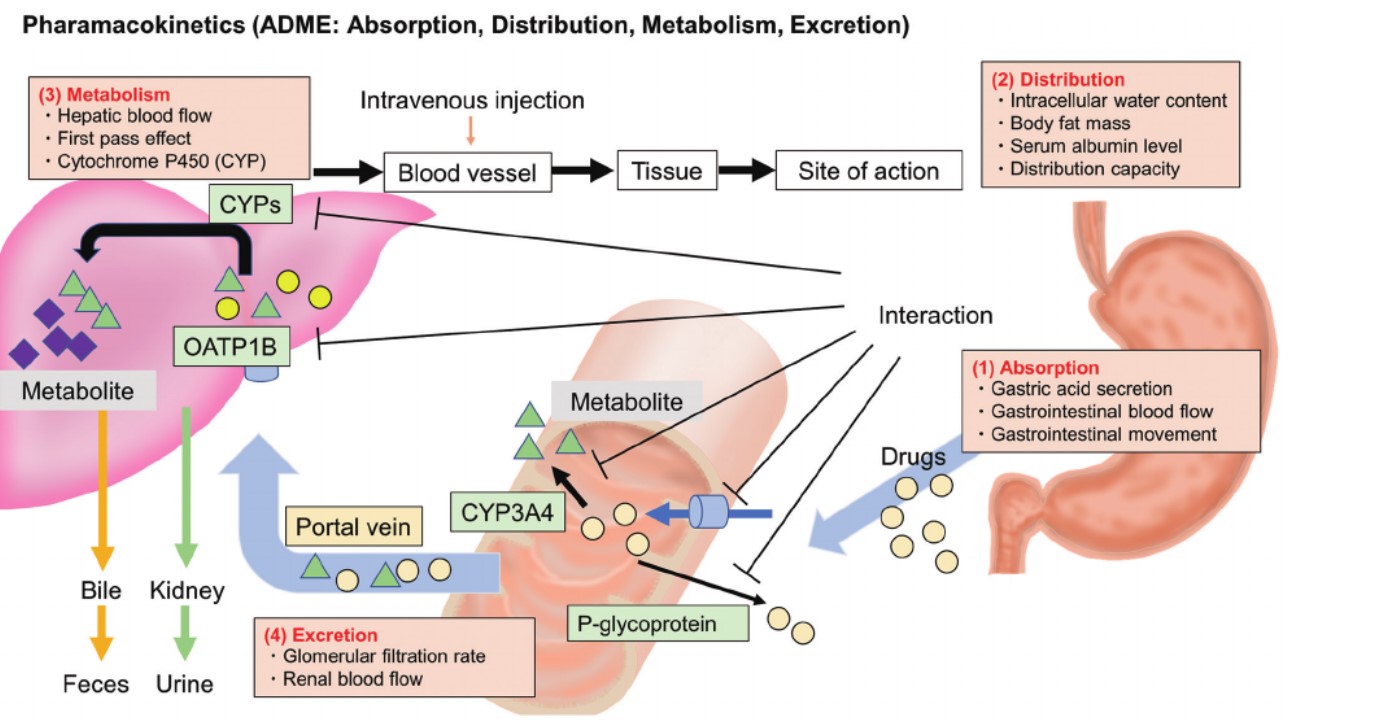 ADME: Absorption, distribution, metabolism, excretion. (Kobayashi, et al., 2023)