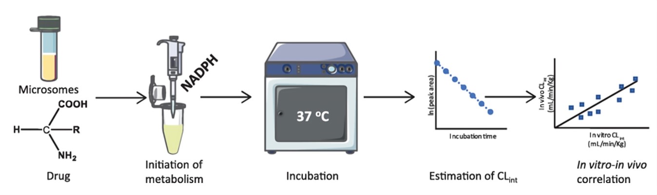 Fig.1 Analysis of metabolic stability. (Gajula, et al., 2022)