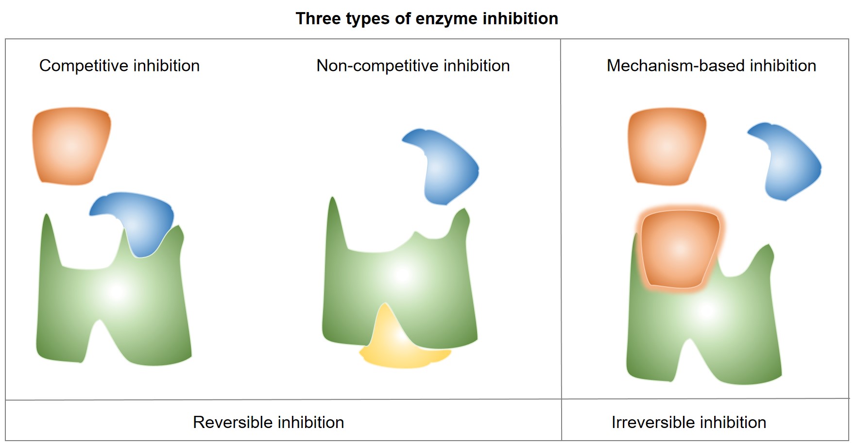 Fig.1 Mechanism of CYP450 enzyme inhibition. (Creative Biolabs Original)