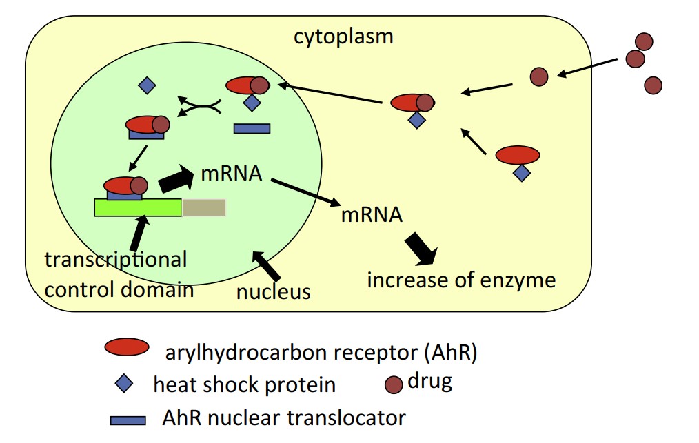 Fig.1 The process of CYP1A induction. (Sasaki & Minoru, 2015)