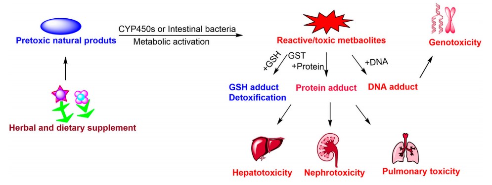 Fig.1 The risks of reactive metabolites. (Wang, et al., 2021)