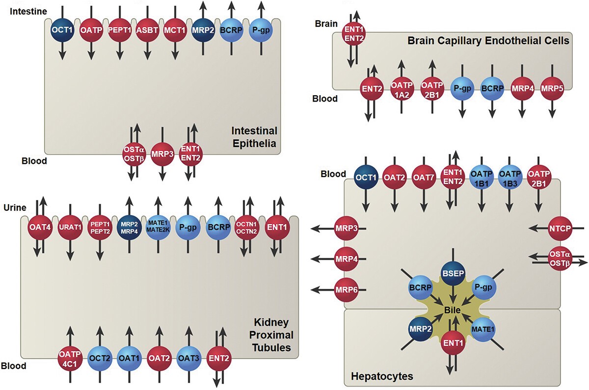 Fig.1 Types of drug transporters. (Elsby, et al., 2022)