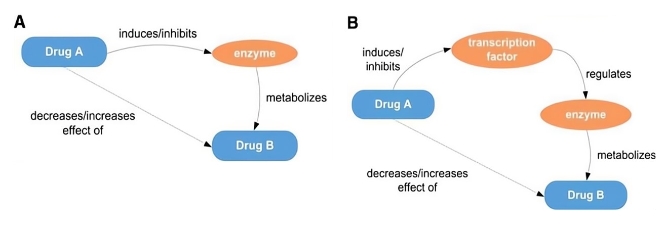 Fig.1 The mechanism of drug-drug interaction. (Tari, et al., 2010)