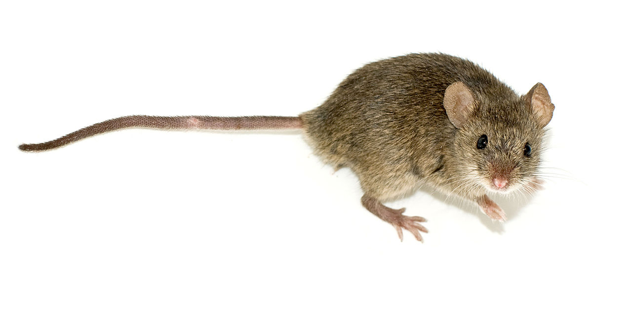 Fig.1 Mouse. (Wikipedia https://en.wikipedia.org/wiki/Mouse)