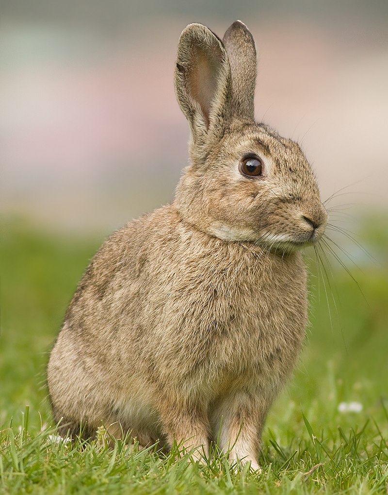 Fig.1 Rabbit. (Wikipedia https://en.wikipedia.org/wiki/European_rabbit#/media/File:Oryctolagus_cuniculus_Tasmania_2_(cropped).jpg)