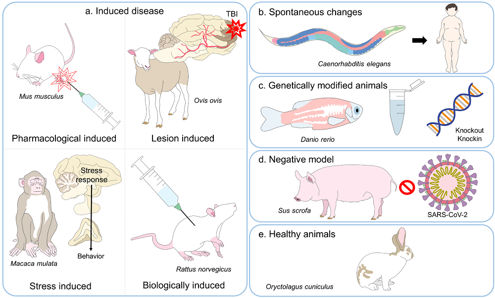 Fig.1 Animal models. (Domínguez-Oliva et al., 2023)