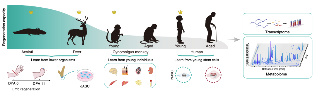 Fig.1 Experimental design. (Liu et al., 2022)