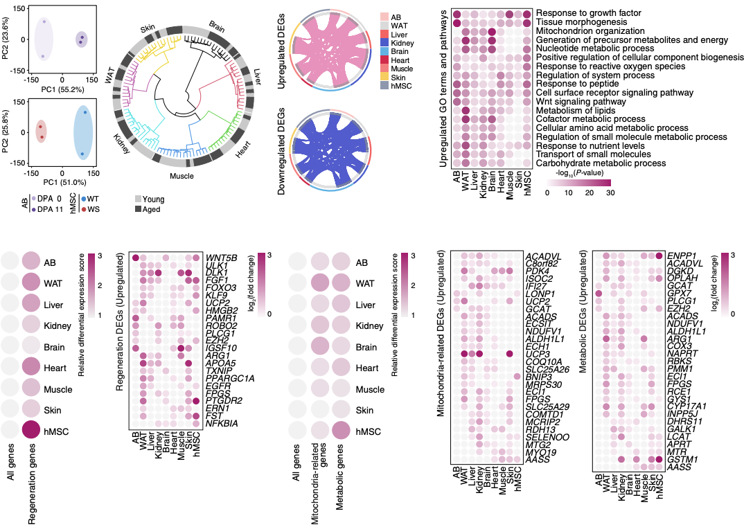 Fig.2 Different regenerative capacities. (Liu et al., 2022)