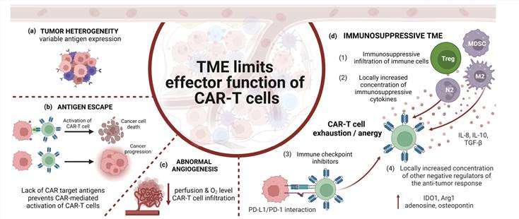 Fig.1 The tumor microenvironment limits the functioning of CAR-T cells. (Kowalczyk, Adrian, et al, 2024)