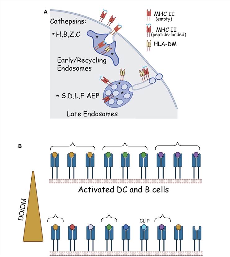 Fig.1 Chaperones and organelles involved in the generation of the MHC II ligandome. (Santambrogio, Laura, 2022)