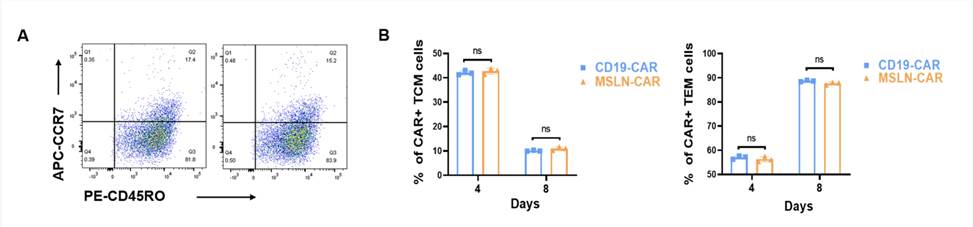 Fig.1 Antitumor efects of MSLN-CAR T cells on ovarian cancer cell xenografts in vivo. (Guo, Jing, et al, 2024)