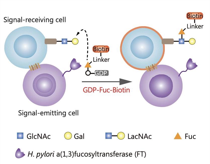 Fig.1 Interaction-dependent Fucosyl-Biotinylation was used for tracking direct cell-cell interactions. (An, Liwei, et al, 2022)