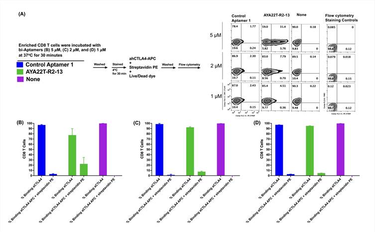 Fig.1 Assessment of AYA22T-R2-13 binding to native cell surface CTLA-4 receptor on CD8 T cells. (Ayass, Mohamad Ammar, et al, 2024)