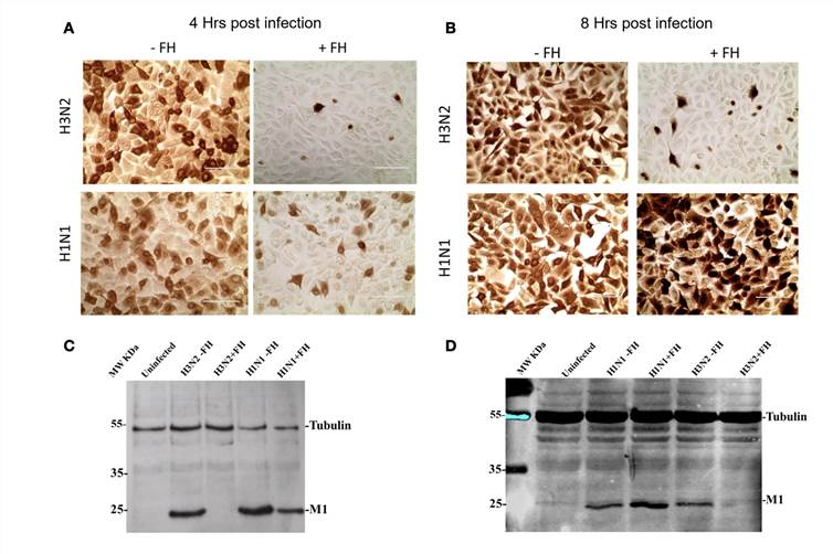 Fig.1 Pre-incubation of FH with human IAV strains alters virus entry to human lung cells. (Rabeeah, Iman, et al, 2024)