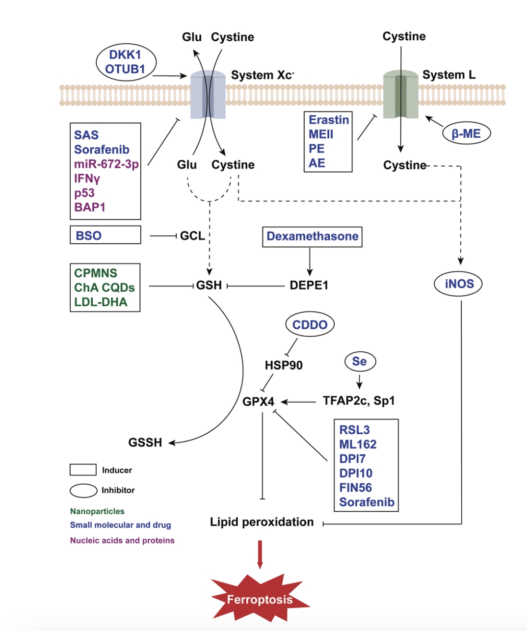 Regulators of ferroptosis through GSH/GPX4 axis. (Du & Zhong, 2022)