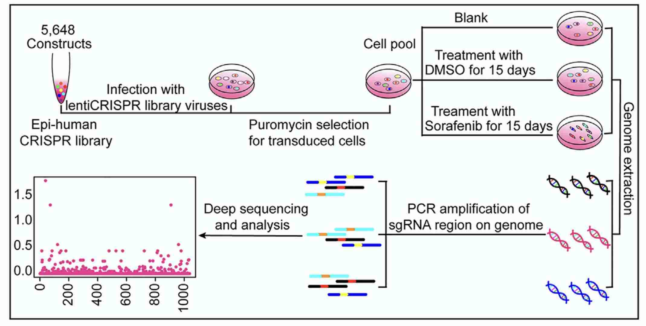 Fig.1 The Workflow of Epigenetic Factors-Targeted CRISPR-Cas9 Knockout Library Screening. (Cheng, Yiming, et al., 2023)