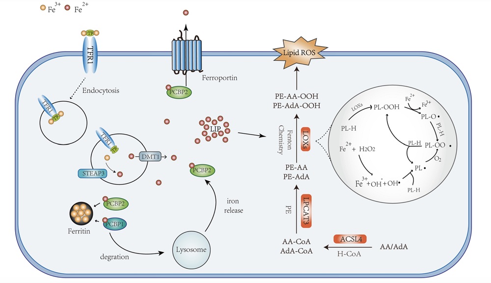 Ferroptosis Signaling Pathway. (Yan, Hong-fa, et al., 2021)