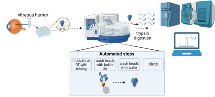 Fig.1 Workflow of immunocapture-LC-MS/MS assays. (Sleumer, Bas, et al., 2023)