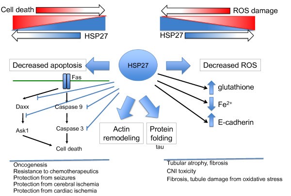 Fig.1 HSP27 in cellular stress. (Vidyasagar, A., Wilson, N. A., & Djamali, A, 2012)