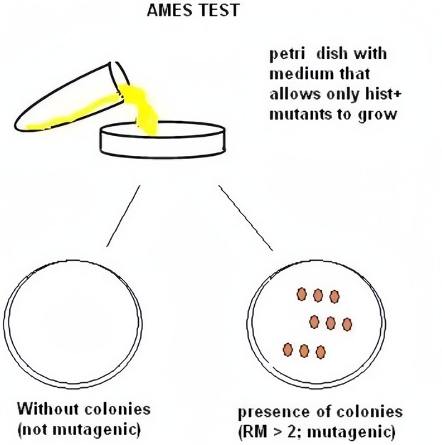 Fig.1 An image summary of the Ames test process. (Dos Santos, J. L., et al., 2010)