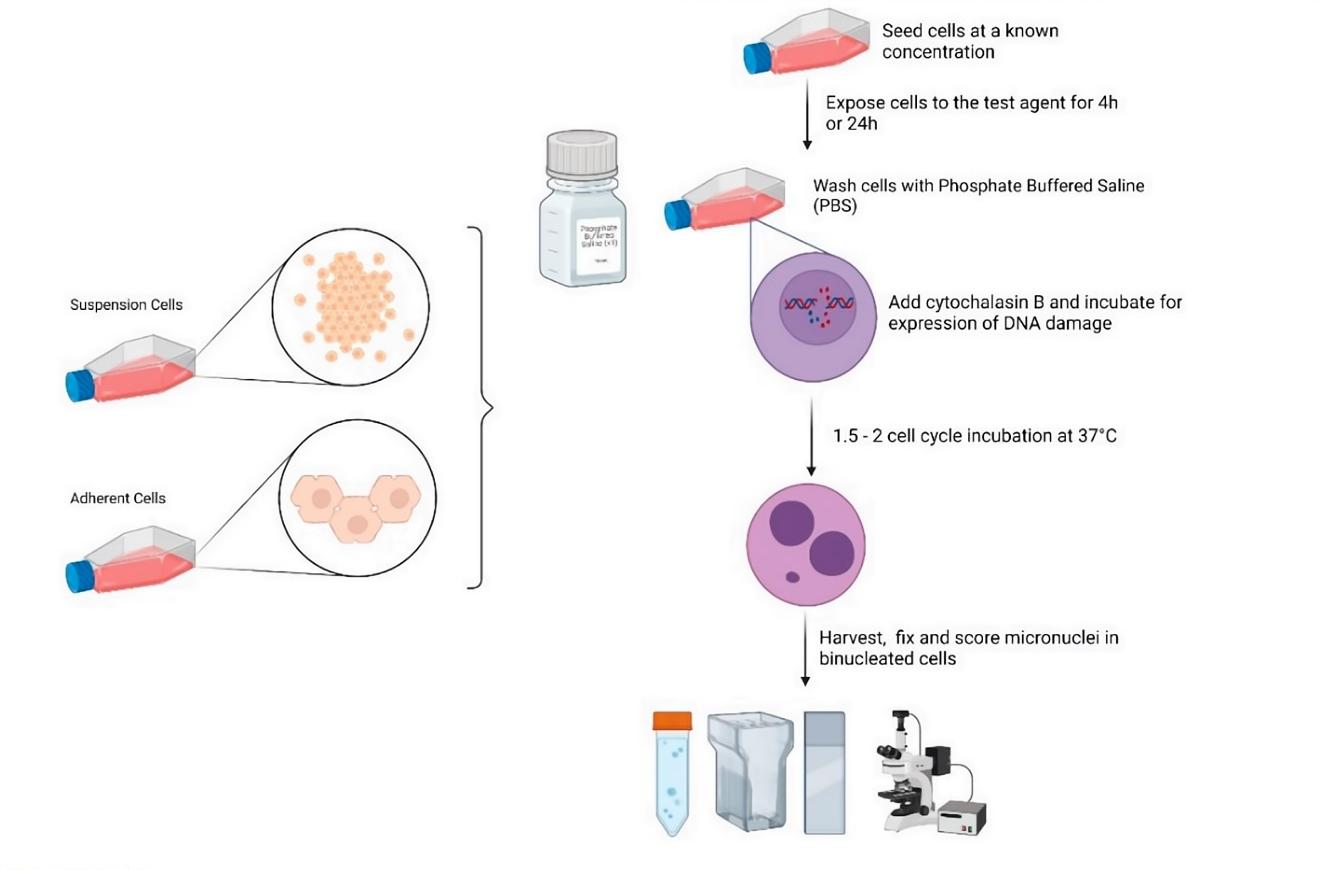 Fig.1 Flow diagram of the micronucleus assay. (Farabaugh, et al., 2023)