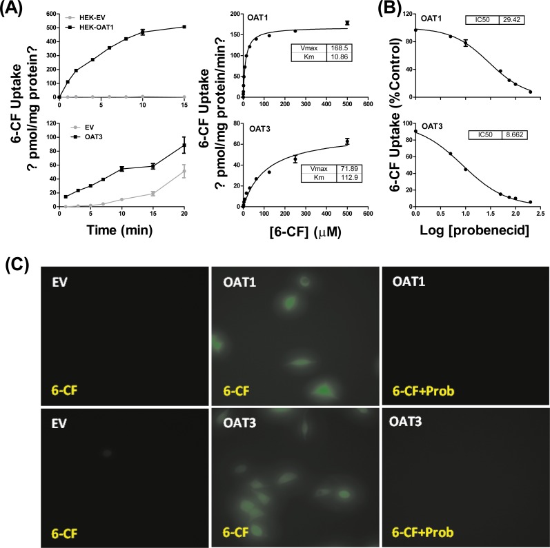 Fig.1 Characterization of OAT1- and OAT3-expressing HEK293 cells. (Lu, Hang, et al., 2017)