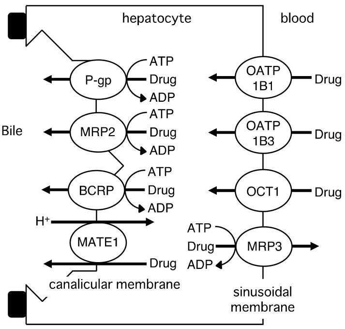 Fig.1 The mechanism of drug transporters in the hepatocyte. (Uwai Y., 2018)