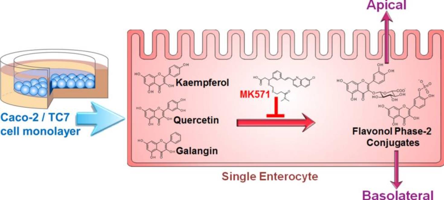 Fig.2 The relationship of different compounds with MRP2. (Barrington, R. D., et al., 2015)