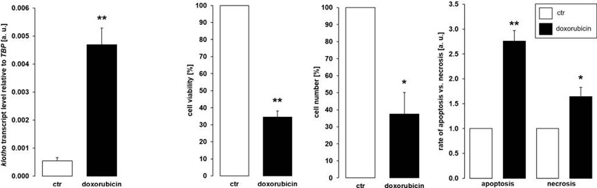 Fig.1 Cytotoxicity of doxorubicin in NRK-52E cells (Münz, Sina, et al., 2022)