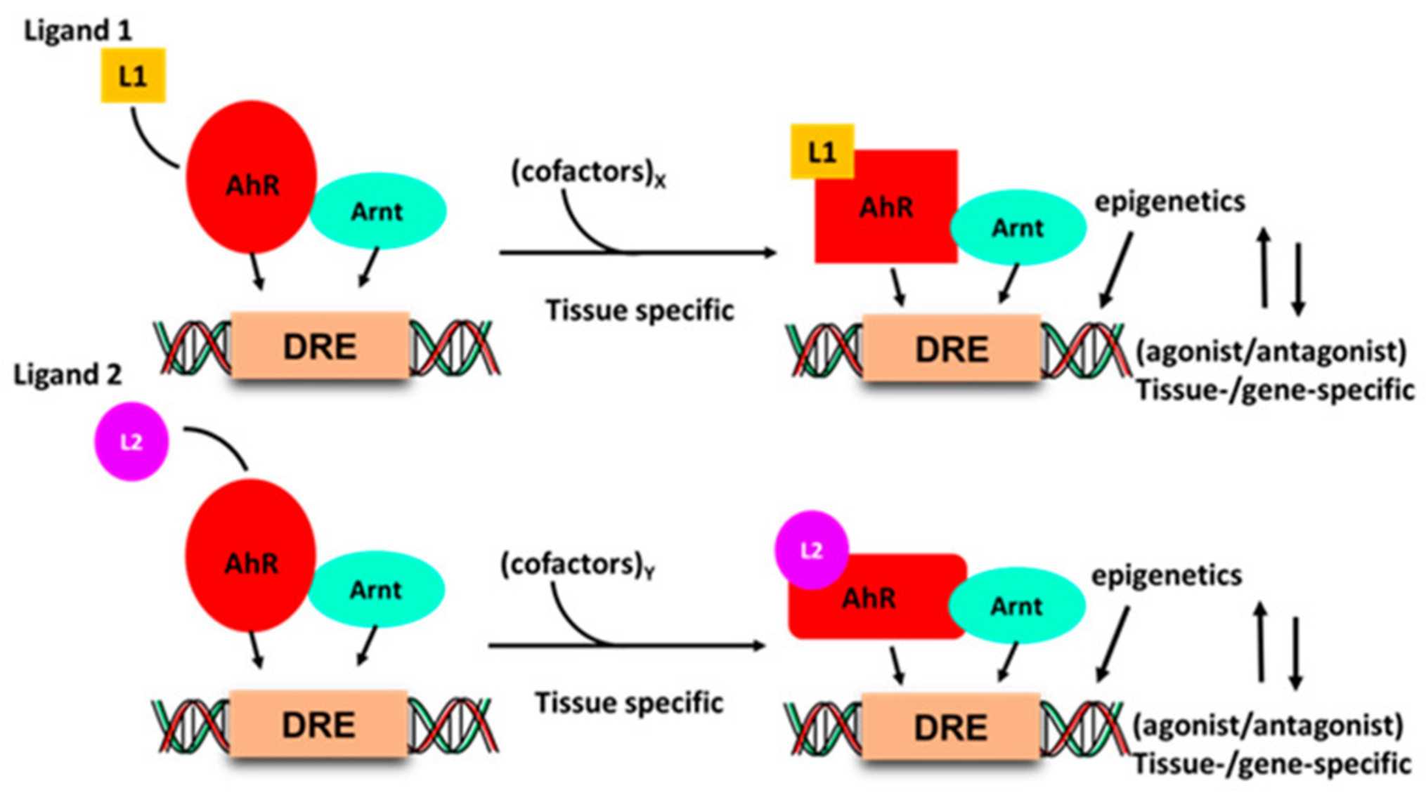 Fig.1 The mechanism of ligand binding inducing conformational changes in both the AHR receptor and the AHR-Arnt complex. (Safe, Stephen, et al., 2020)