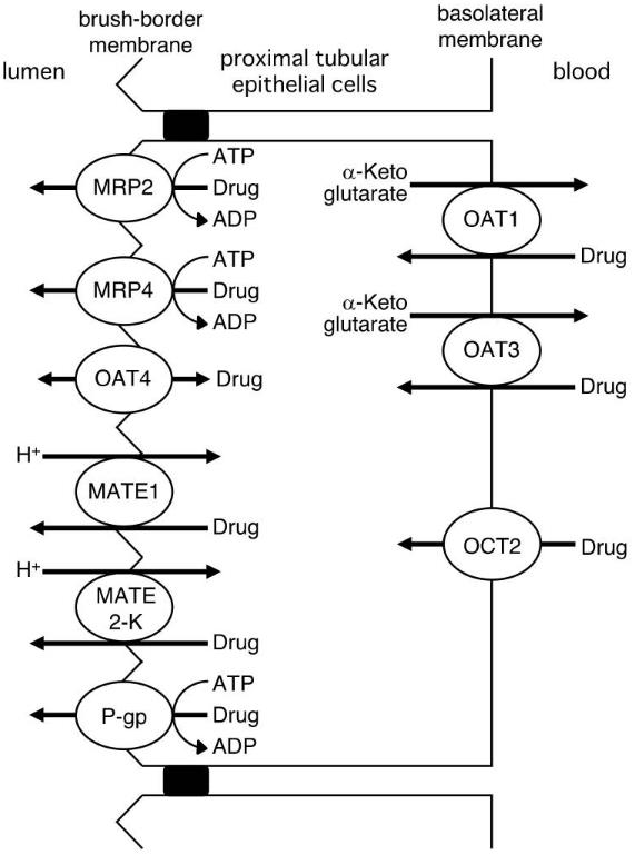 Fig.1 Drug transporters involved in the renal tubular. (Uwai Y., 2018)