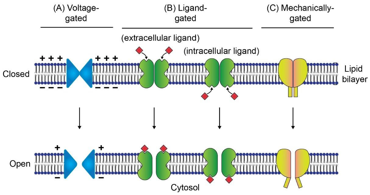 Fig.1 Classification of ion channels by gating. (Islam, et al., 2021)