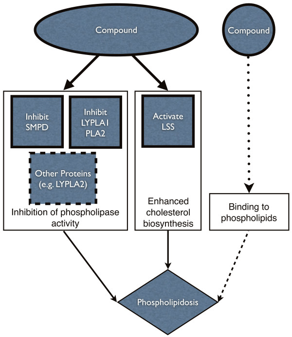 Fig.1 An overview outlining the anticipated mechanisms driving phospholipidosis. (Lowe, et al, 2012)