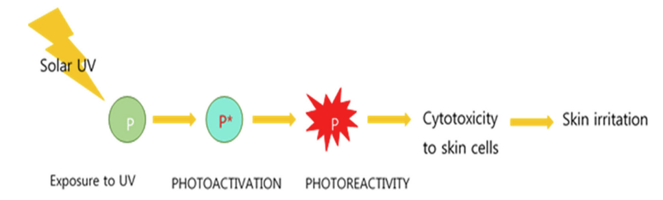 Fig.1 The process of phototoxicity. (Kim, Kyuri et al., 2015)