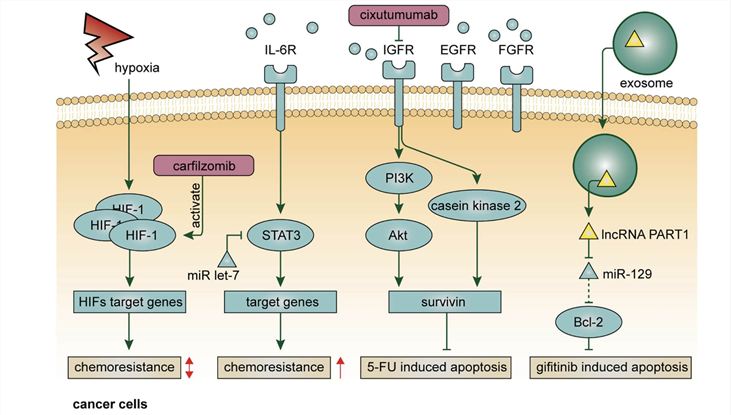 Resistance Mechanisms of Non-cellular Components in The Tumor Microenvironment in EC. (Luan, Siyuan, et al., 2021)