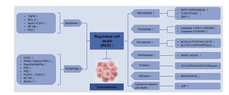 Crucial Signaling Pathways of RCD Subroutines in Cancer. (Peng, Fu, et al., 2022)