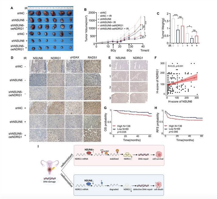 The Roles of NSUN6-ALY-m5C-NDRG1 Axis in Cervical Cancer Radioresistance. (Yu, Min, et al., 2024)