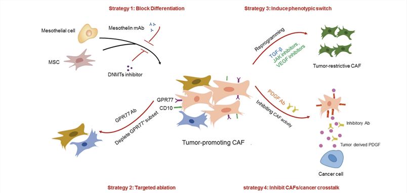 Therapeutic Strategies of Stroma Re-engineering in CAFs. (Yang, Dakai, et al., 2023)