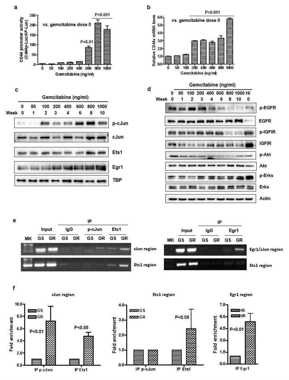 Induction of CD44 Transcription and Increase in Expression of cJun, Ets1, and Egr1 During the Development of Gemcitabine Resistant Cancer Cells. (Chen, Chen, et al., 2022)