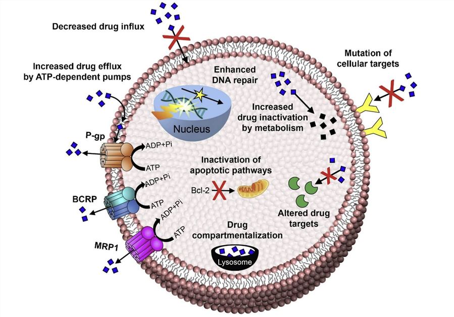 Efflux Pump-mediated Mechanisms of MDR and Efflux Pump-independent Drug Resistance Mechanisms. (Gote, Vrinda, et al., 2021)