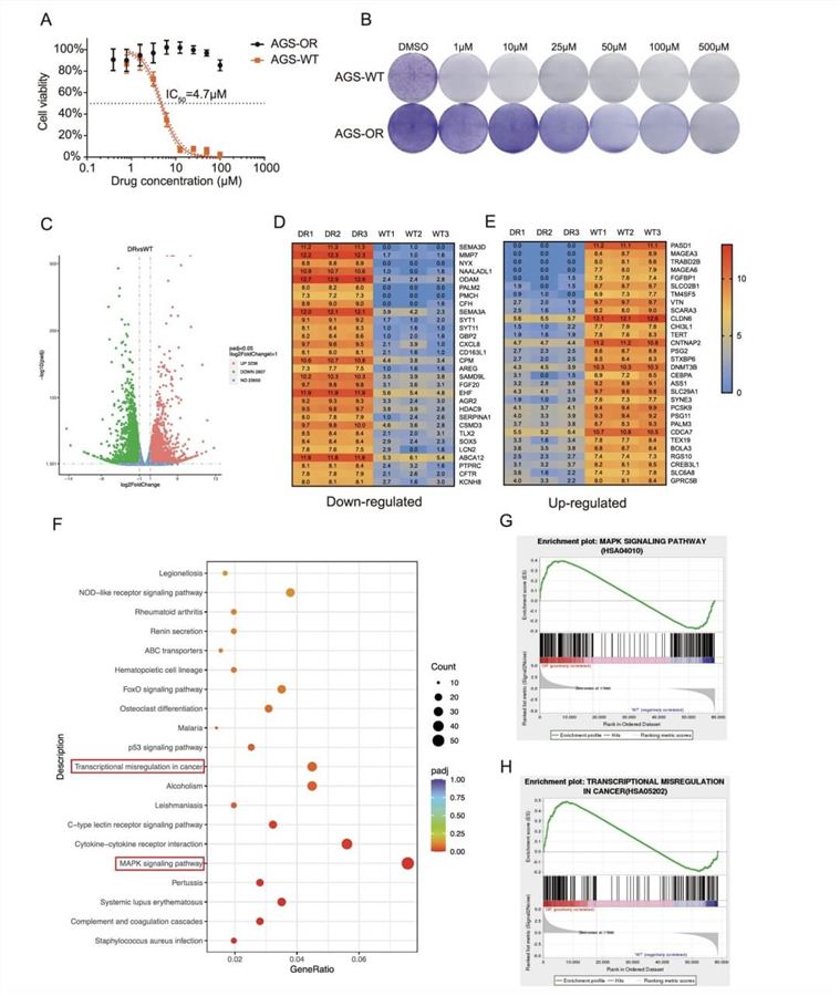 Identification of Key Genes and Significant Signaling Pathways. (Li, Suyao, et al., 2023)