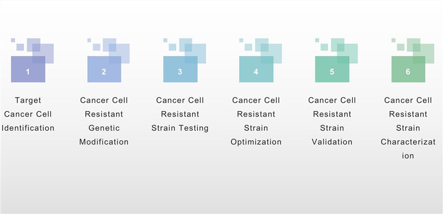 Service Process. (Creative Biolabs Original)