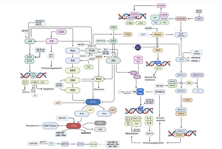 Dysregulation of Cancer-associated Signal Pathway For miRNA-mediated Resistance Mechanism. (Wang, Ling, et al., 2024)