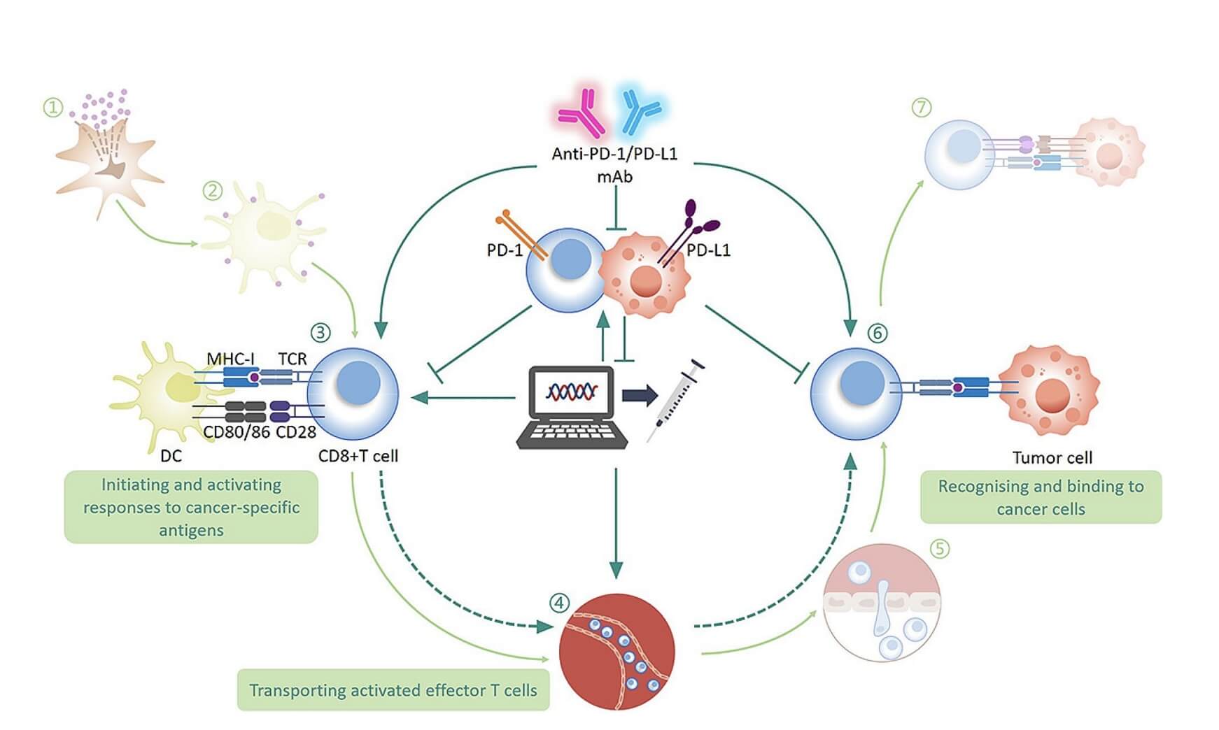 The Role of Personalized Cancer Vaccines and Anti-PD Therapy in the “Cancer-Immunity Cycle”. (Lang, Manshi, et al., 2024)