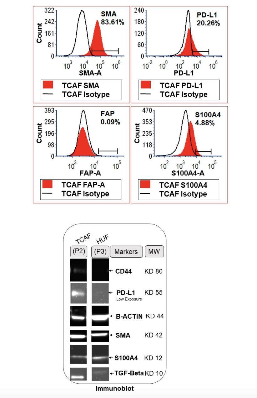 Expression of proteins for CAF markers in the Patient-Derived Primary Culture of Ovarian CAF Established From the Representative Tumor Sample of Ovarian Cancers. (Sulaiman, Raed, et al., 2023)