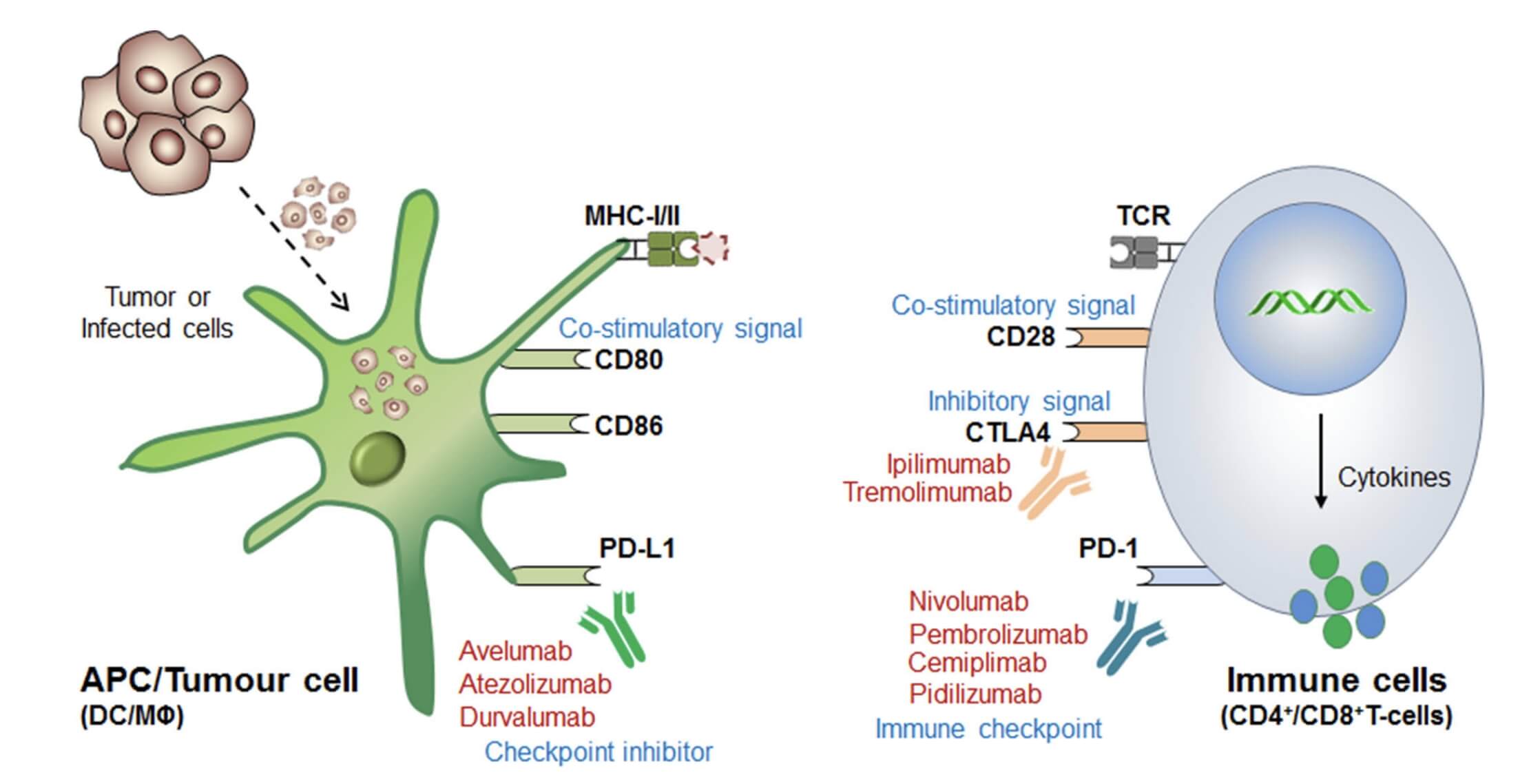 Mechanism of Immune Checkpoint Blockage or Inhibition (ICB/ICI) Therapy. (Kumar, Sunil, et al., 2019)